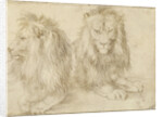 Two seated lions, 1521 by Albrecht Dürer
