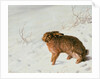 Hare in the Snow by Louis Ferdinand von Rayski