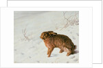 Hare in the Snow by Louis Ferdinand von Rayski