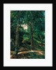 Castle Grounds in Lichtenberg in Odenwald, 1900 by Heinrich Wilhelm Trübner