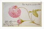 Album sheet with a rose, 1675 by Maria Sibylla Merian