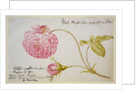 Album sheet with a rose, 1675 by Maria Sibylla Merian
