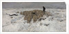 Flock of sheep with shepherd in the snow, 1887-1888 by Anton Mauve