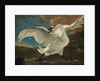 The Threatened Swan, before 1652 by Jan Asselijn