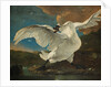 The Threatened Swan, before 1652 by Jan Asselijn