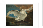 The Threatened Swan, before 1652 by Jan Asselijn