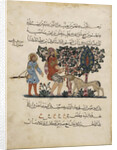 Greek physician Erasistratos with an Assistant (Folio from an Arabic translation of the Materia Medica by Dioscorides), 1224 by Central Asian Art