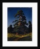 Pine Tree by Arkhip Ivanovich Kuindzhi
