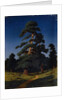 Pine Tree by Arkhip Ivanovich Kuindzhi