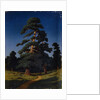 Pine Tree by Arkhip Ivanovich Kuindzhi