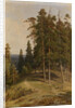 The Pine Forest, 1895 by Ivan Ivanovich Shishkin