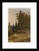 The Pine Forest, 1895 by Ivan Ivanovich Shishkin