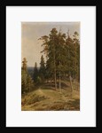 The Pine Forest, 1895 by Ivan Ivanovich Shishkin