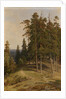 The Pine Forest, 1895 by Ivan Ivanovich Shishkin