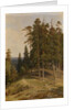 The Pine Forest, 1895 by Ivan Ivanovich Shishkin