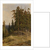 The Pine Forest, 1895 by Ivan Ivanovich Shishkin