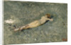 Nude on the Beach at Portici, 1874 by Marià Fortuny