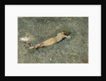 Nude on the Beach at Portici, 1874 by Marià Fortuny