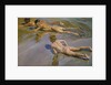 Boys on the Beach, 1909 by Joaquín Sorolla y Bastida