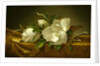 Magnolias on Gold Velvet Cloth, c. 1889 by Martin Johnson Heade
