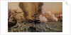 The Battle of Sinop on 30 November 1853, Mid of the 19th cen by Anonymous