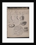 The Schliemanns diary contains sketches of discoveries, 1873 by Heinrich Schliemann