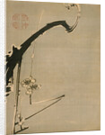 Plum Blossoms, 18th century by Ito Jakuchu