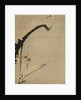 Plum Blossoms, 18th century by Ito Jakuchu