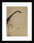 Plum Blossoms, 18th century by Ito Jakuchu