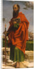 Saint Paul, 1482 by Bartolomeo Montagna