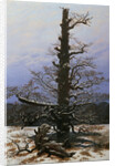 Oak Tree in the Snow by Caspar David Friedrich