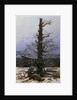 Oak Tree in the Snow by Caspar David Friedrich