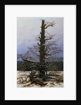 Oak Tree in the Snow by Caspar David Friedrich