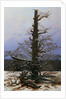 Oak Tree in the Snow by Caspar David Friedrich