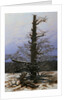 Oak Tree in the Snow by Caspar David Friedrich