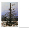 Oak Tree in the Snow by Caspar David Friedrich