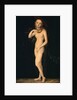 Venus by Lucas Cranach the Elder