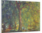 Weeping Willow by Claude Monet