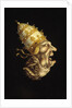Pope-Devil by Anonymous