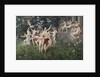 Festival of Spring (Allegoric Scene) by Karel Vitezslav Masek
