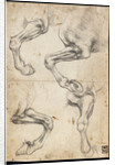 Studies of Horses Leg by Leonardo da Vinci