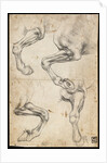 Studies of Horses Leg by Leonardo da Vinci