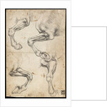 Studies of Horses Leg by Leonardo da Vinci