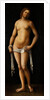 Venus by Lorenzo Costa