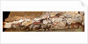 Panel of the Unicorn (Panel of the Black Bear) at Lascaux by Art of the Upper Paleolithic
