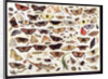 Study of butterflies and other insects by Jan van Kessel the Elder
