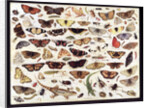 Study of butterflies and other insects by Jan van Kessel the Elder