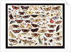 Study of butterflies and other insects by Jan van Kessel the Elder