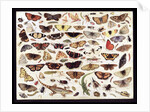 Study of butterflies and other insects by Jan van Kessel the Elder