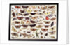 Study of butterflies and other insects by Jan van Kessel the Elder